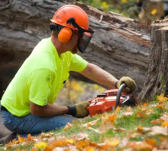 tree services Rossmoor